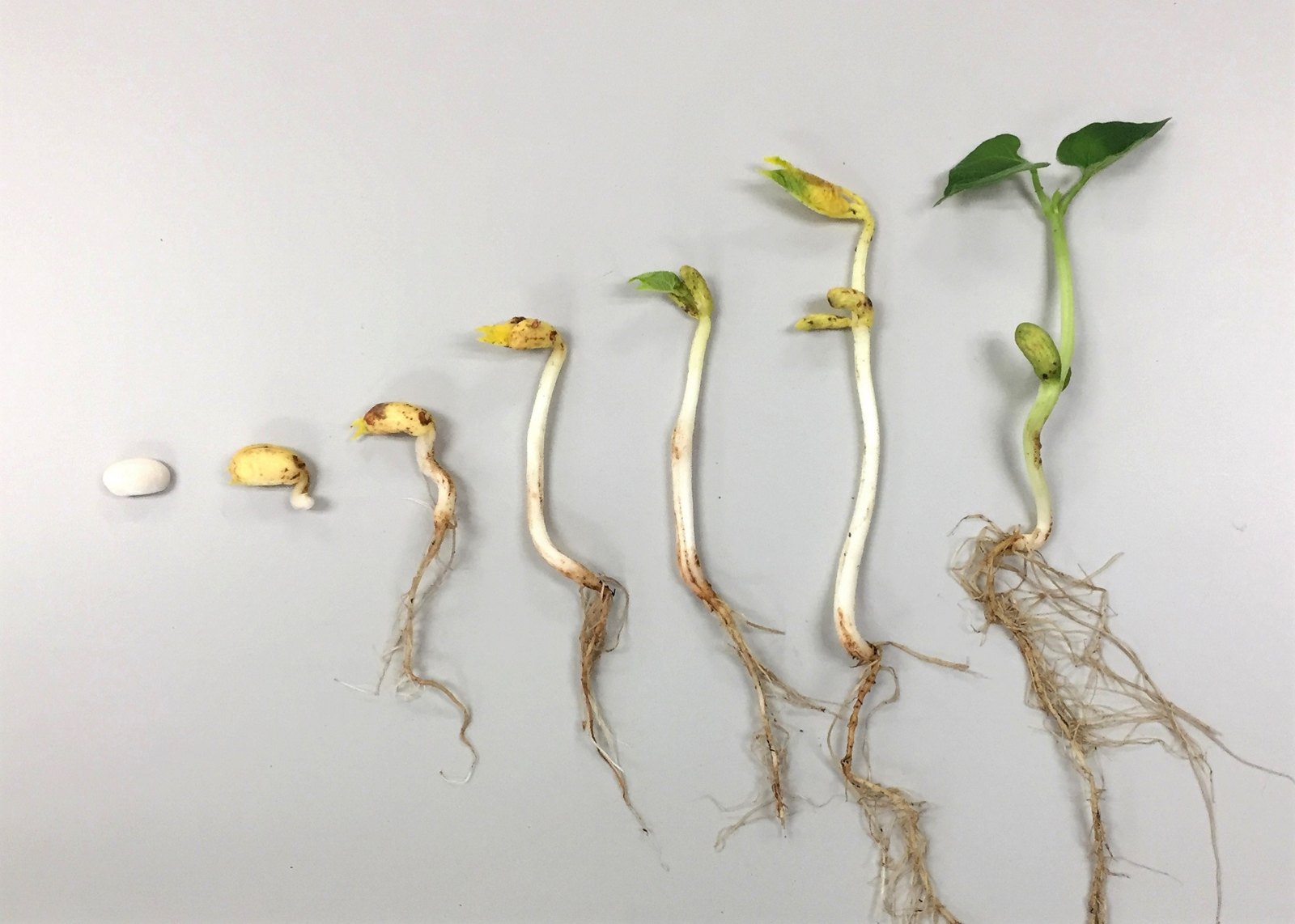 Common bean germination stages showing roots, cotyledons and first true leaves.